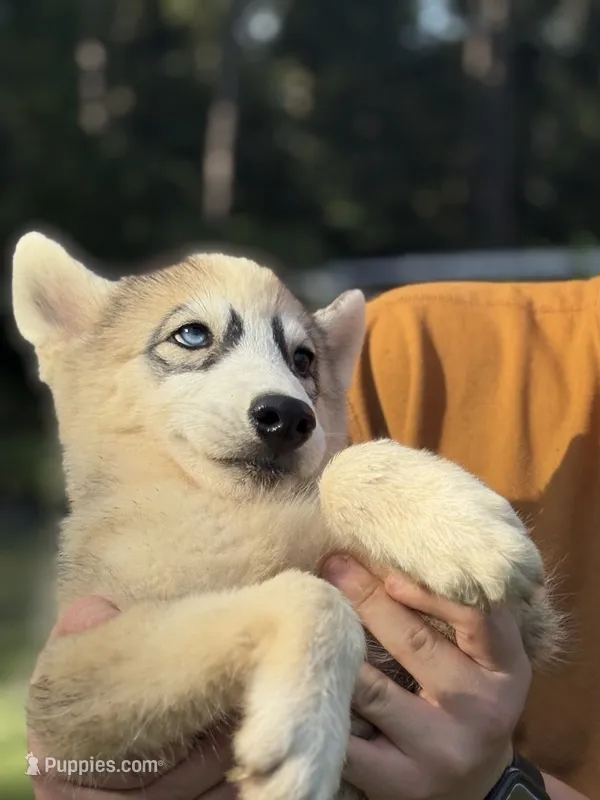 Laser – Siberian Husky puppy for sale in Liberty, MS