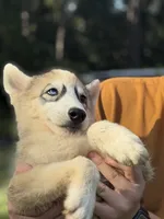 Laser, a male Siberian Husky for sale in Liberty, MS – 1 of 4