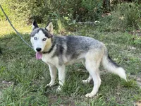 Rocket, a male Siberian Husky for sale in Liberty, MS – 5 of 6