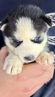 Lilly, a male Siberian Husky for sale in Liberty, MS – 6 of 6