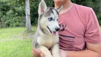 Brooke, a female Siberian Husky for sale in Liberty, MS – 6 of 7
