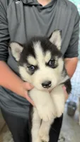 Fern, a female Siberian Husky for sale in Liberty, MS – 4 of 5