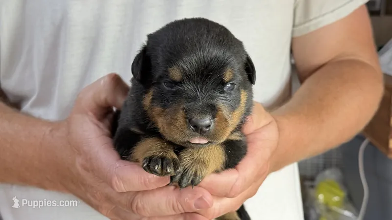 Lilly – Rottweiler puppy for sale in Liberty, MS