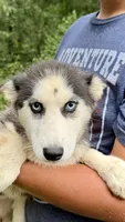 Lilly, a male Siberian Husky for sale in Liberty, MS – 2 of 3