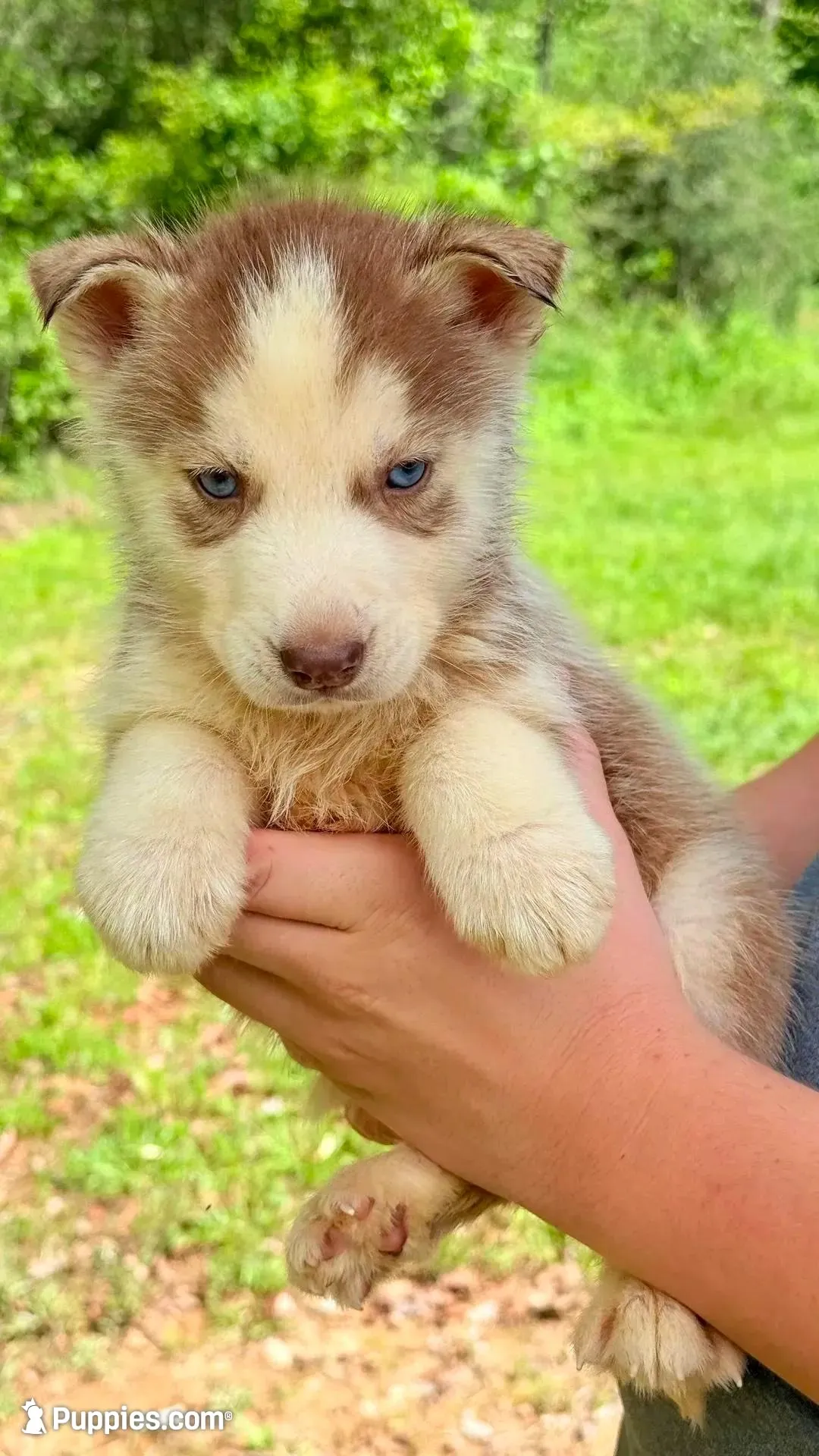 Titian , a male Siberian Husky for sale in Liberty, MS – 2 of 7