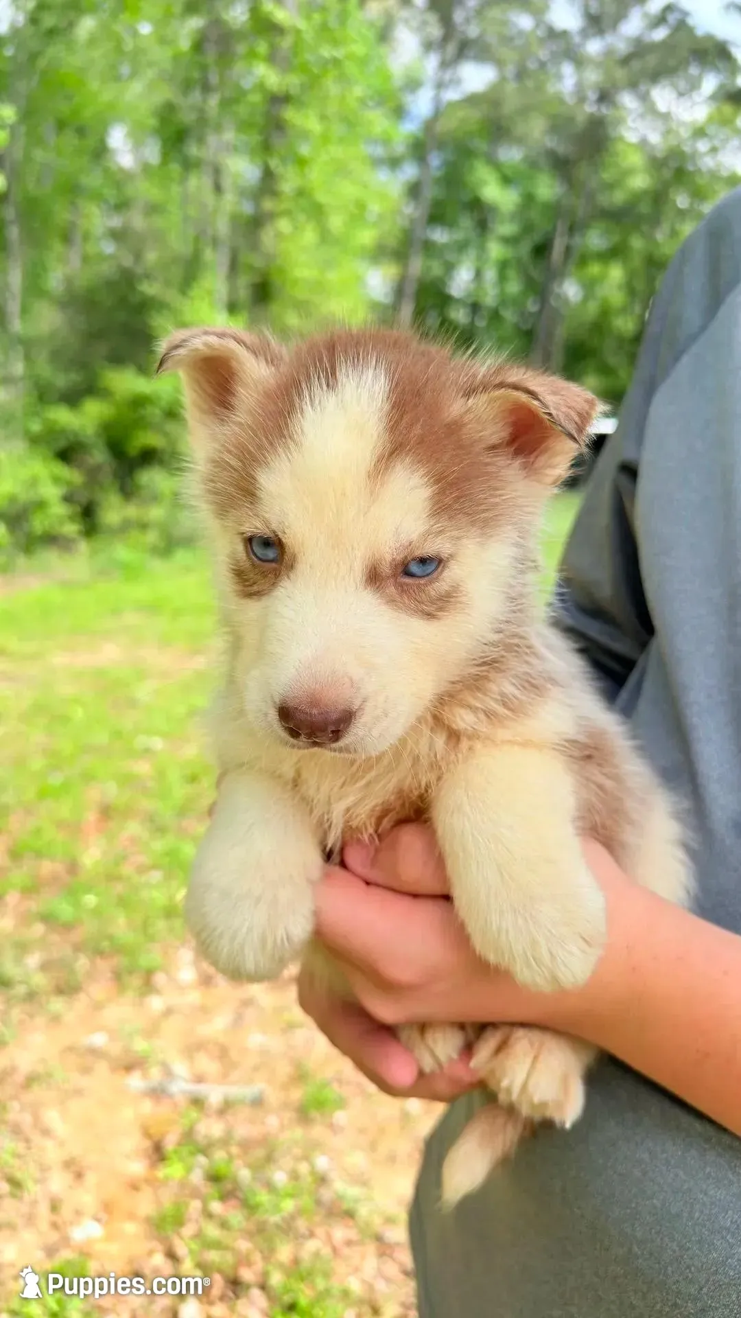 Titian , a male Siberian Husky for sale in Liberty, MS – 1 of 7