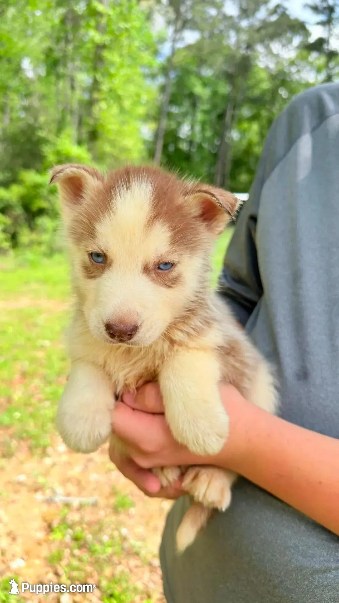 Titian , a male Siberian Husky for sale in Liberty, MS – 6 of 7