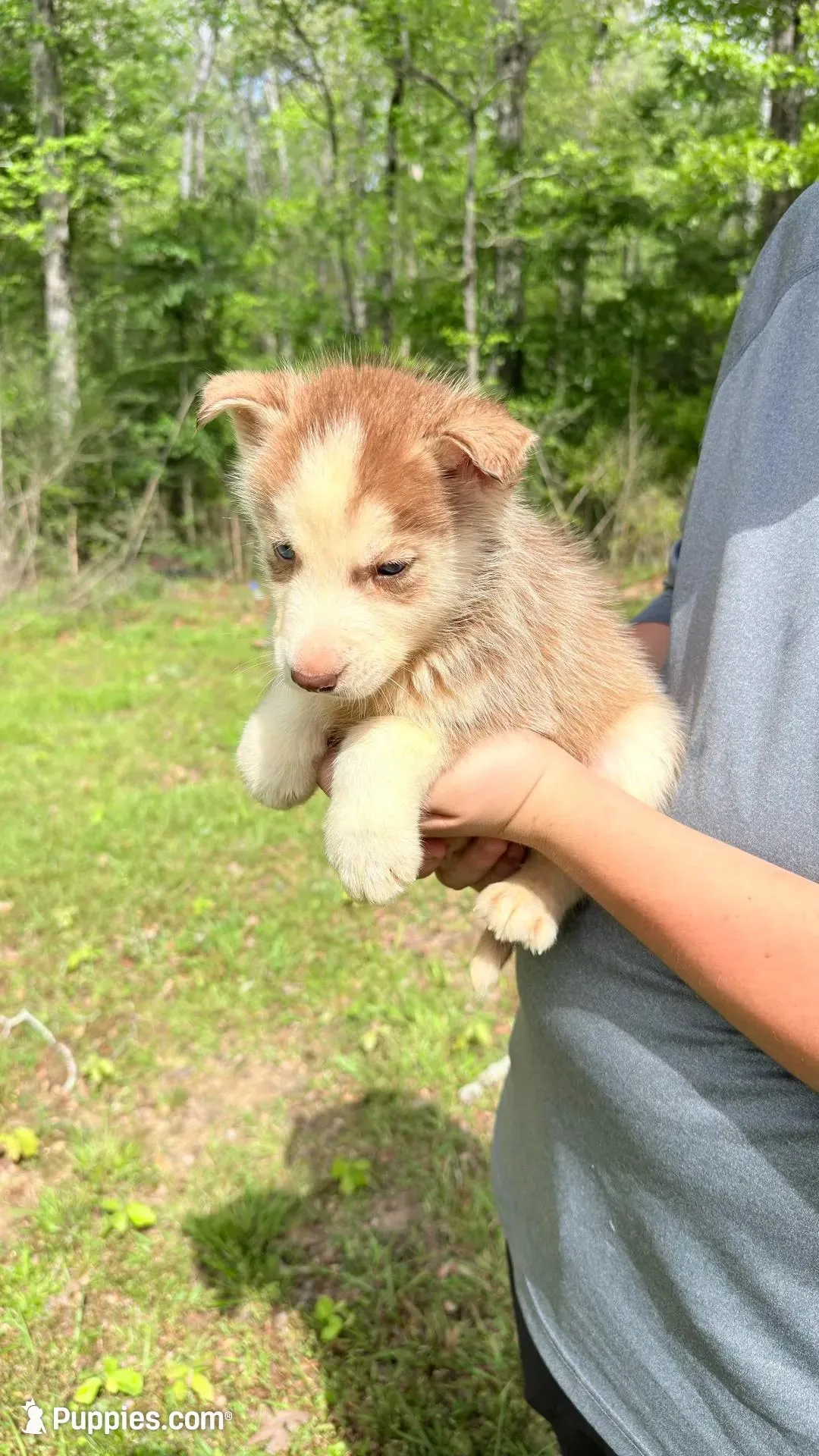 Titian , a male Siberian Husky for sale in Liberty, MS – 7 of 7