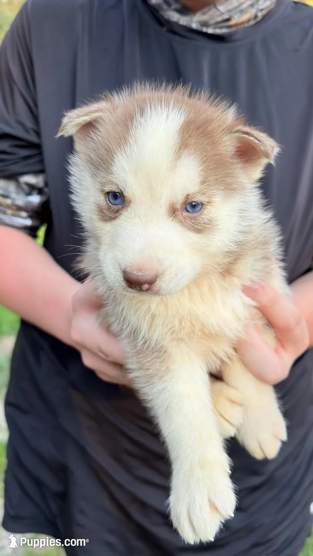 Titian , a male Siberian Husky for sale in Liberty, MS – Photo 2 of 3