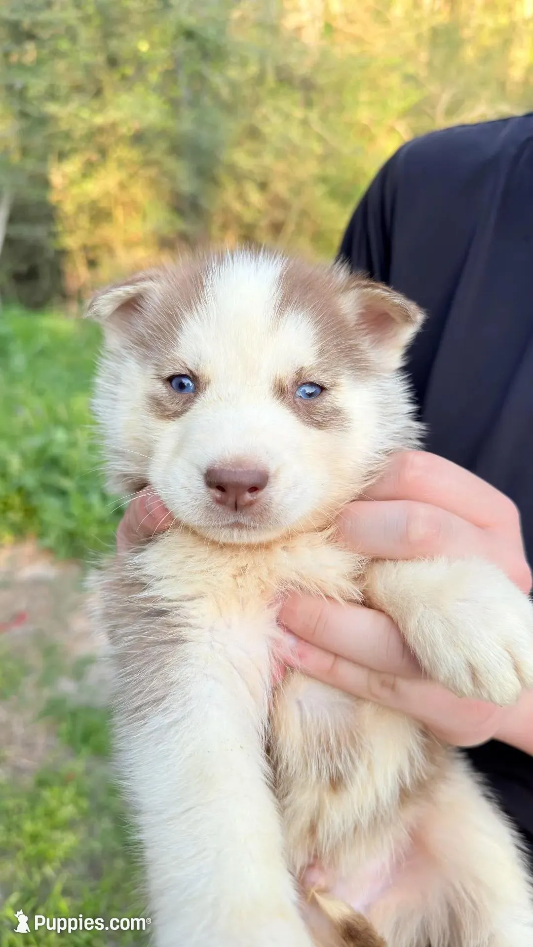 Titian , a male Siberian Husky for sale in Liberty, MS – Photo 3 of 3