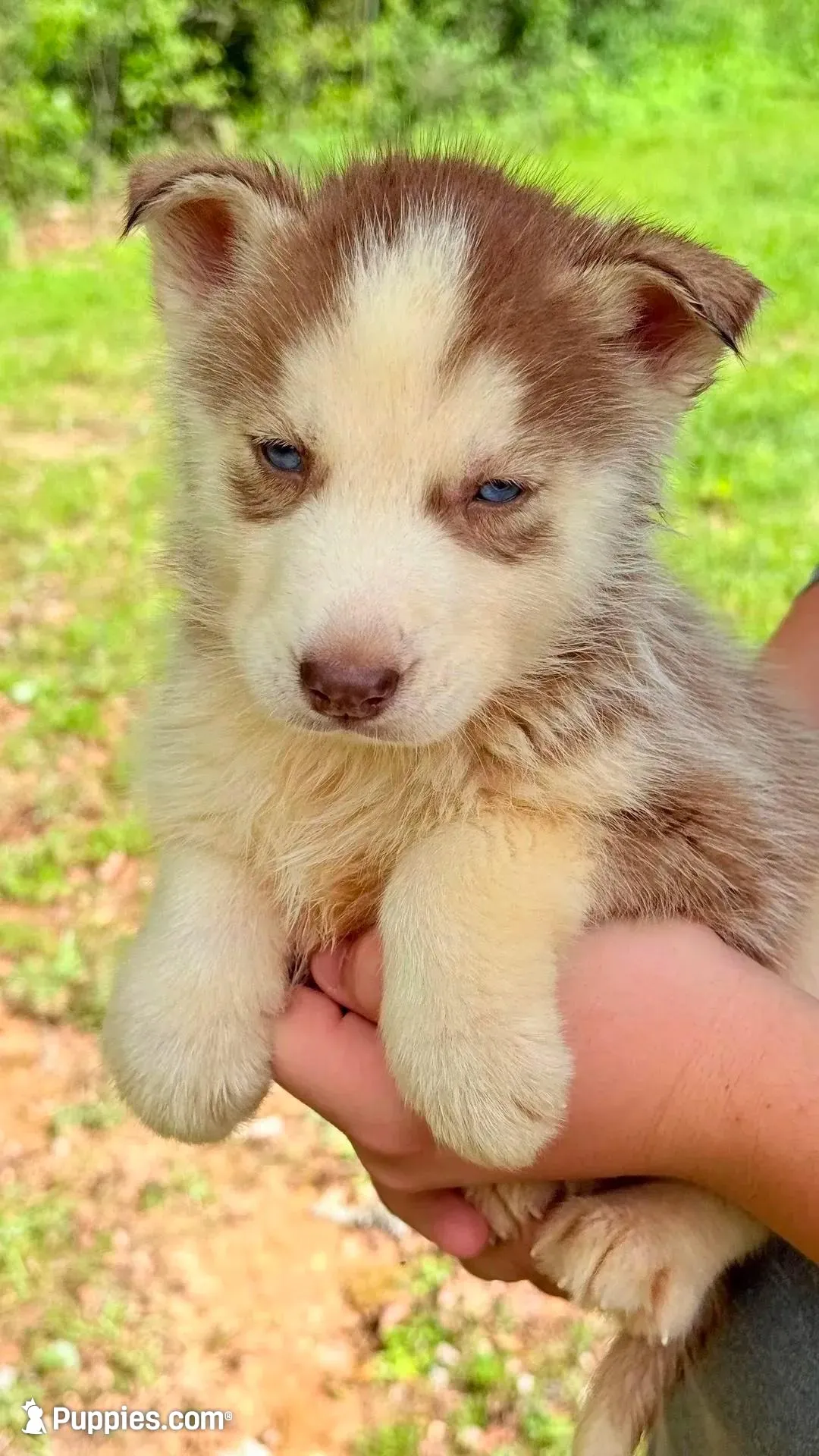 Titian , a male Siberian Husky for sale in Liberty, MS – 5 of 7