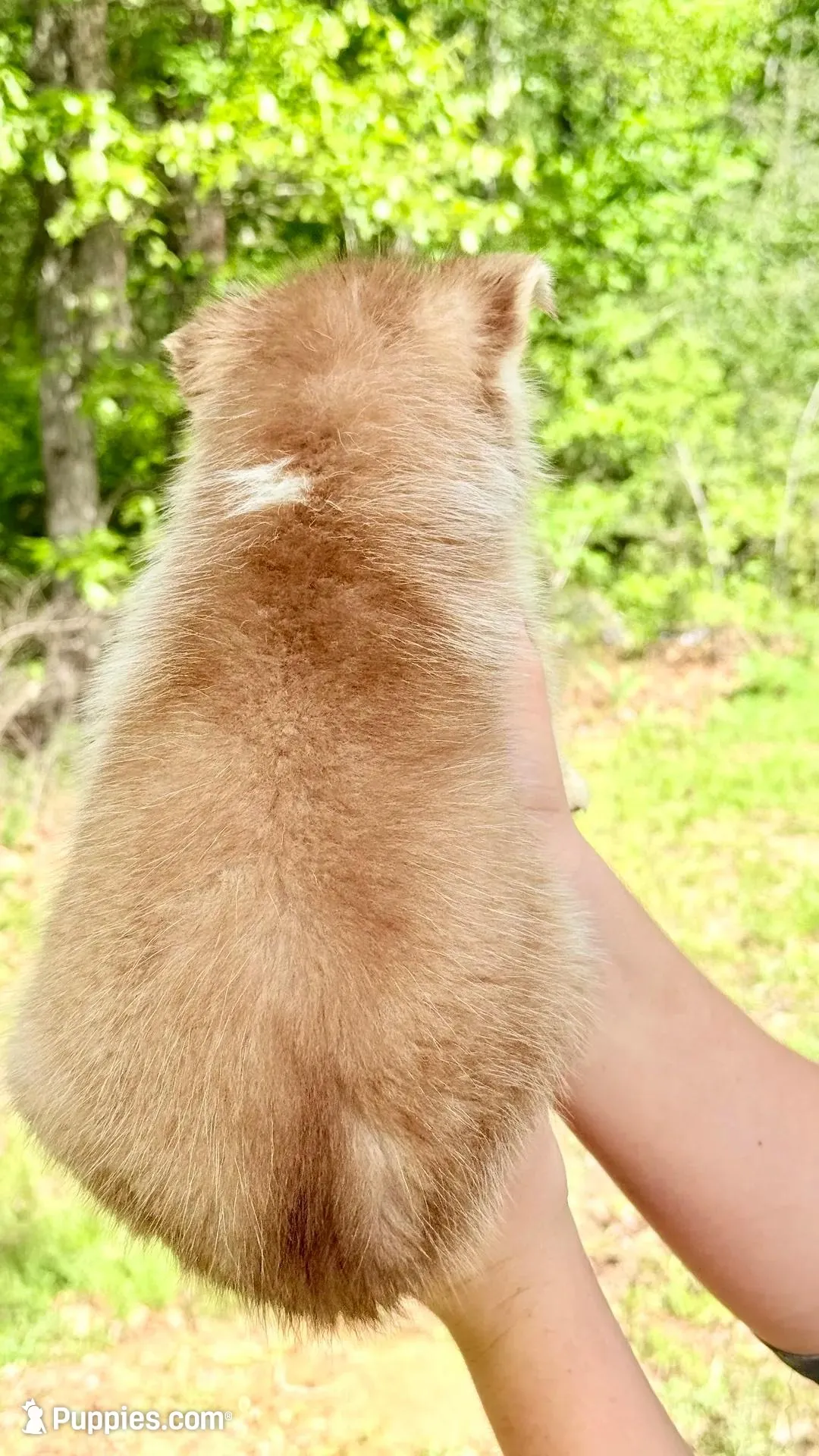 Titian , a male Siberian Husky for sale in Liberty, MS – 4 of 7