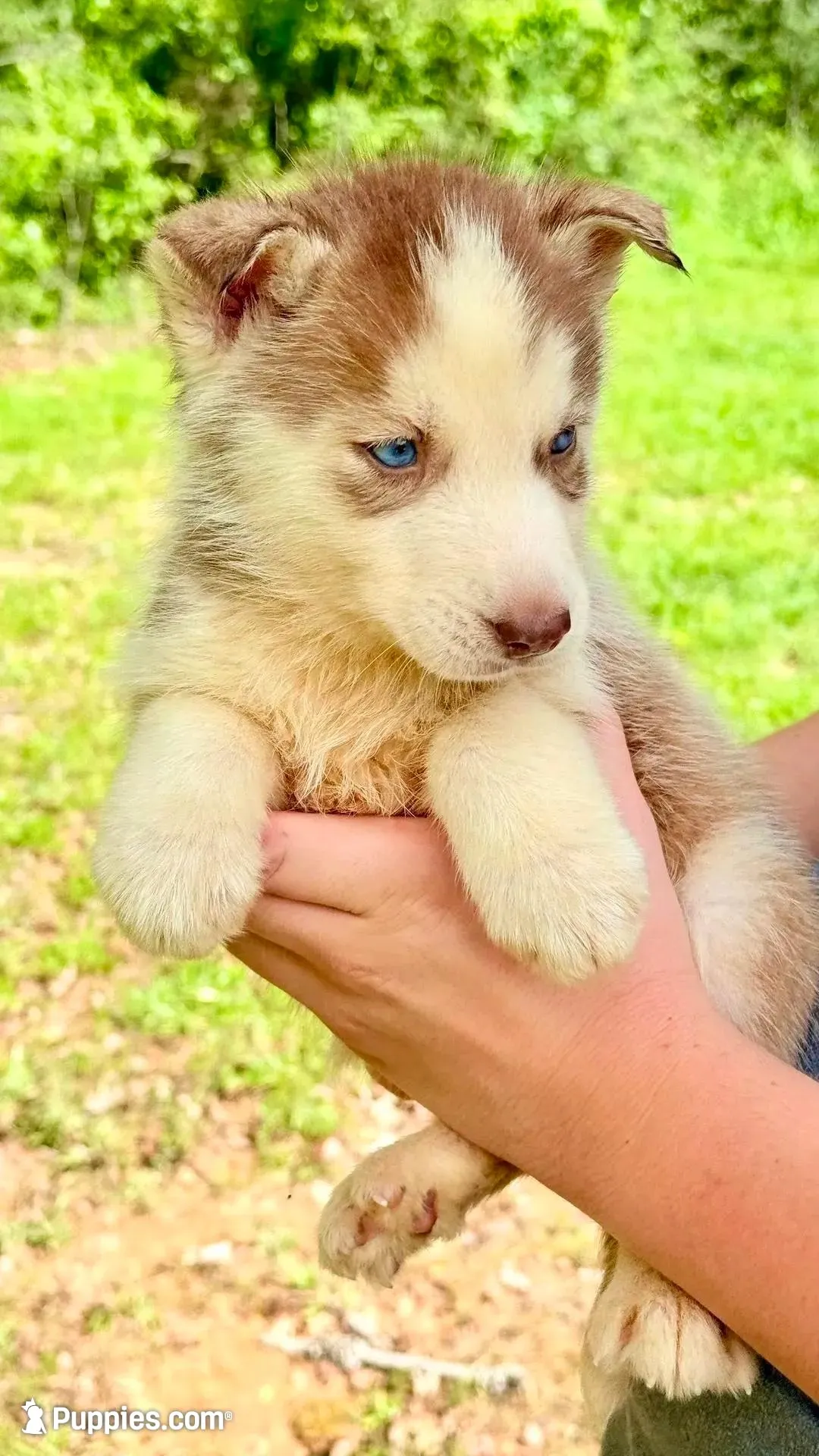 Titian , a male Siberian Husky for sale in Liberty, MS – 3 of 7