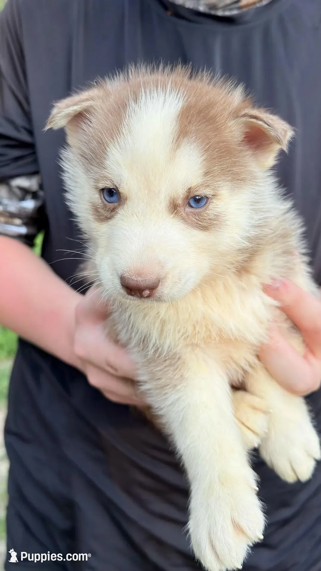 Titian  – Siberian Husky puppy for sale in Liberty, MS