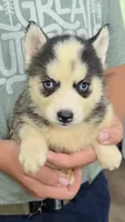 Lana, a female Siberian Husky for sale in Liberty, MS – 3 of 8