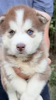 Bonnie, a female Siberian Husky for sale in Liberty, MS – 4 of 5