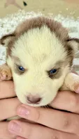     Cooper, a male Siberian Husky for sale in Liberty, MS – 4 of 6