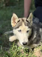 Blaze, a male Siberian Husky for sale in Liberty, MS – 3 of 6