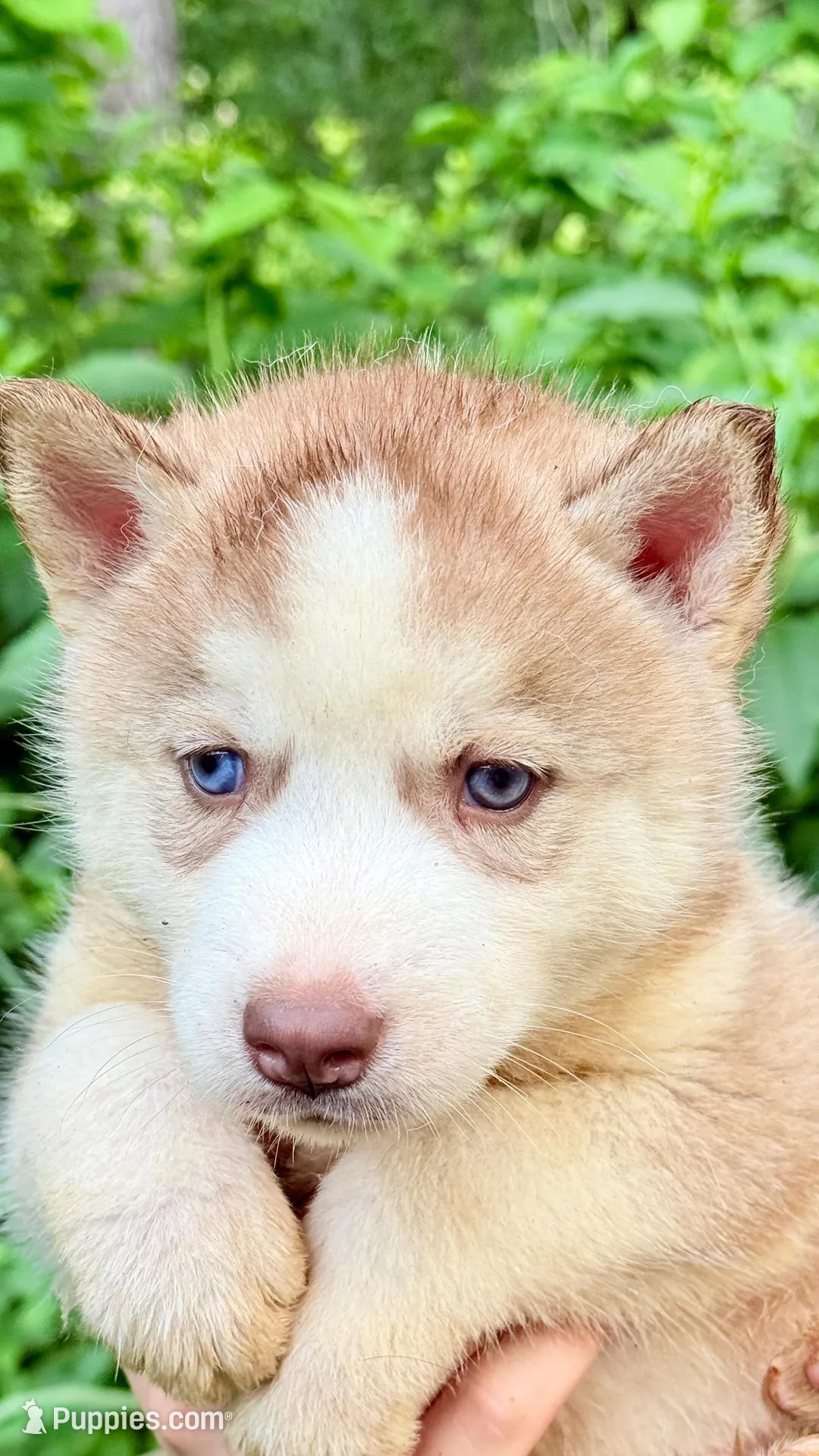 Bolt, a male Siberian Husky for sale in Liberty, MS – 4 of 8