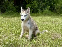 Balto , a male Siberian Husky for sale in Liberty, MS – 4 of 4