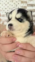 Cookie, a female Siberian Husky for sale in Liberty, MS – 3 of 6