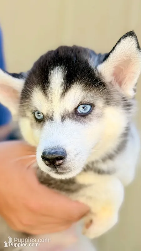 Topaz  – Siberian Husky puppy for sale in Liberty, MS