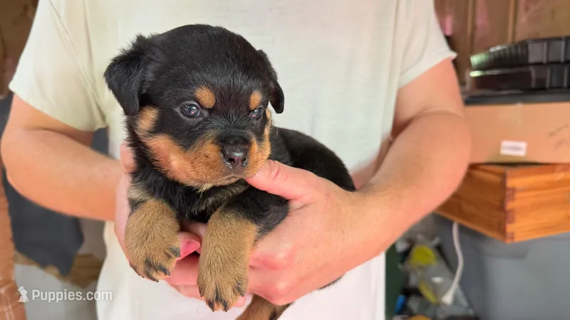 Butch – Rottweiler puppy for sale in Liberty, MS