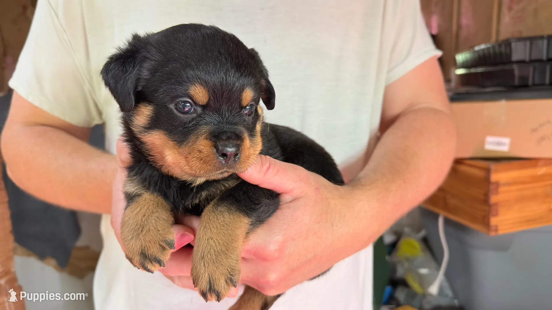 Butch, a male Rottweiler for sale in Liberty, MS – 2 of 2