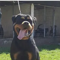 Mississippirottweilers.com, a male Rottweiler for sale in Liberty, MS – Photo 1 of 7