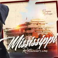 Mississippirottweilers.com, a male Rottweiler for sale in Liberty, MS – Photo 3 of 7