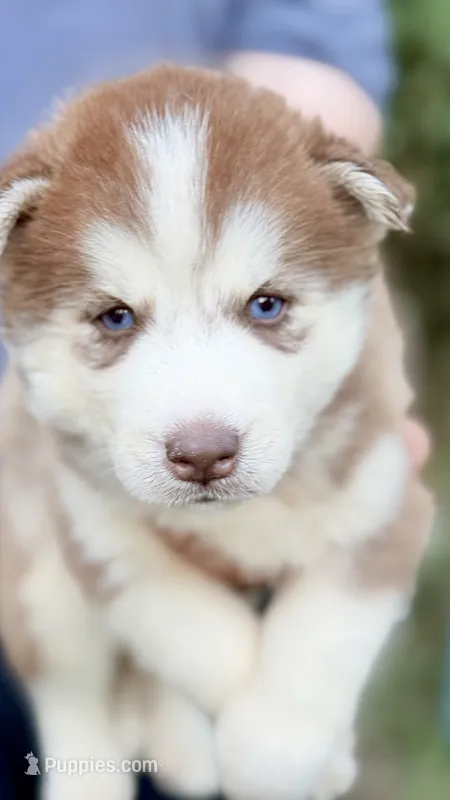 Bonnie – Siberian Husky puppy for sale in Liberty, MS