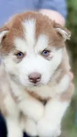 Bonnie, a female Siberian Husky for sale in Liberty, MS – 1 of 5