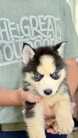     Loki, a male Siberian Husky for sale in Liberty, MS – 5 of 6