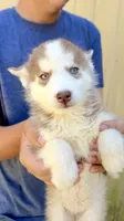 Coco, a female Siberian Husky for sale in Liberty, MS – 7 of 8