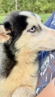 Lilly, a female Siberian Husky for sale in Liberty, MS – 9 of 9