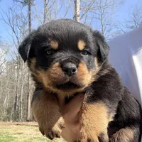 Tank , a male Rottweiler for sale in Liberty, MS – Photo 5 of 5
