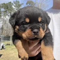 Tank , a male Rottweiler for sale in Liberty, MS – Photo 3 of 5