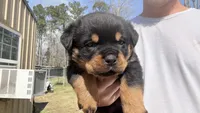 Tank , a male Rottweiler for sale in Liberty, MS – Photo 3 of 5