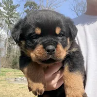Tank , a male Rottweiler for sale in Liberty, MS – Photo 2 of 5