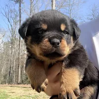 Tank , a male Rottweiler for sale in Liberty, MS – Photo 4 of 5