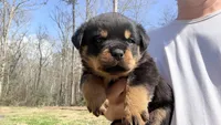 Tank , a male Rottweiler for sale in Liberty, MS – Photo 4 of 5