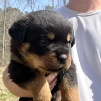 Tank , a male Rottweiler for sale in Liberty, MS – Photo 1 of 5