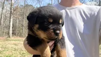 Tank , a male Rottweiler for sale in Liberty, MS – Photo 1 of 5