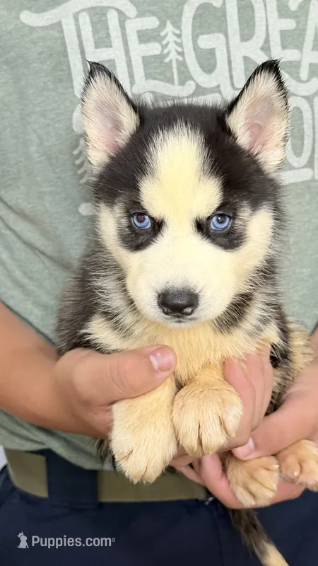 Leo – Siberian Husky puppy for sale in Liberty, MS