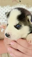Chief, a male Siberian Husky for sale in Liberty, MS – 4 of 4