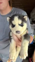     Loki, a male Siberian Husky for sale in Liberty, MS – 3 of 4