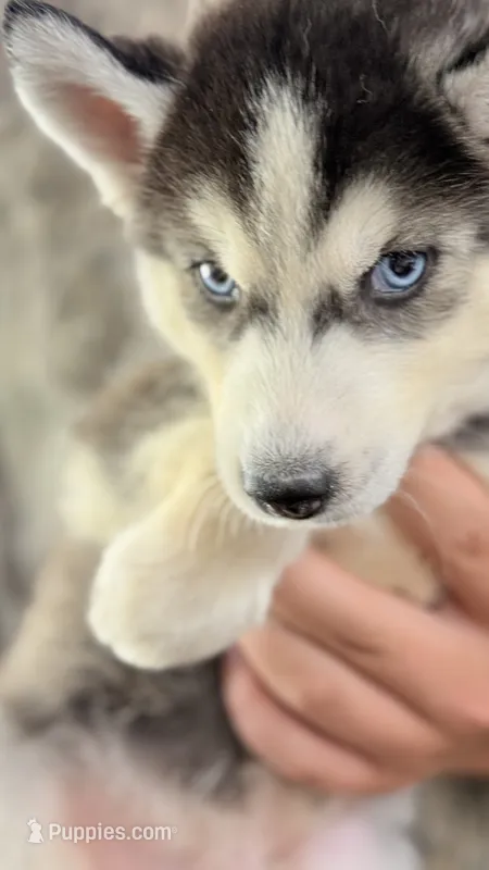 Topaz , a male Siberian Husky for sale in Liberty, MS – 1 of 9