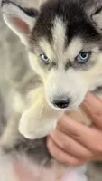 Topaz , a male Siberian Husky for sale in Liberty, MS – 1 of 9