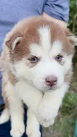 Bonnie, a female Siberian Husky for sale in Liberty, MS – 2 of 5