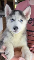 Brooke, a female Siberian Husky for sale in Liberty, MS – 3 of 7